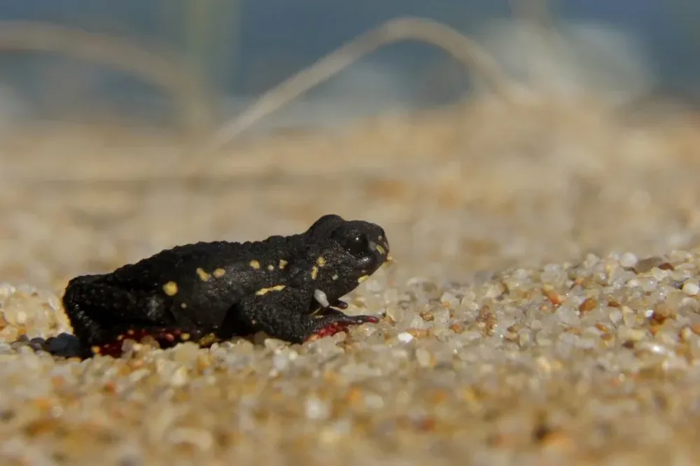 Sapito de Darwin. Con un nombre que homenajea al naturalista más célebre de la historia, este anfibio sorprendió al investigador británico cuando visitó la costa uruguaya. Esta especie en peligro (a nivel local) es conocido por ser un animal diurno, caminador y tóxico, y es un habitante de la zona este del país. La imagen pertenece a Marcelo Casacuberta.