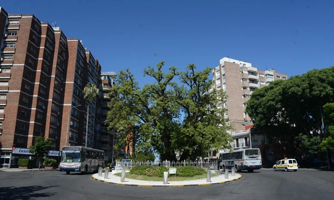 El Ombú de Bv España es una de las especies más representativas de Pocitos (Árboles de Montevideo)