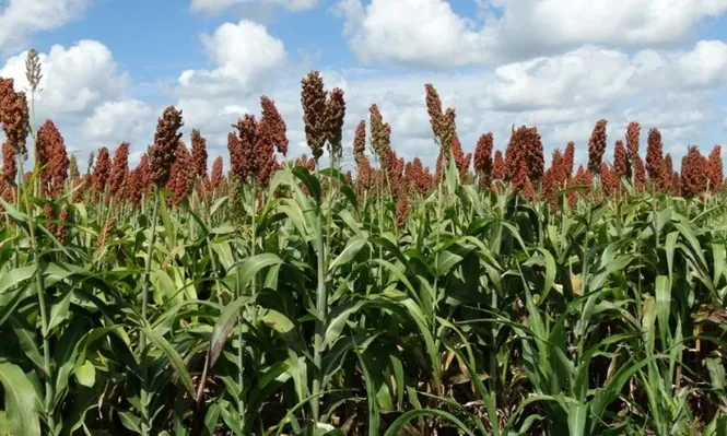 Por intoxicación, murieron 80 vacunos en Paysandú
