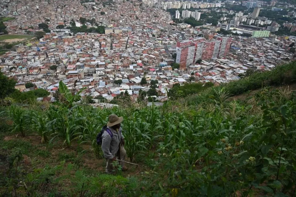 Vecinos cultivan en La Vega, con vista a la ciudad de Caracas.