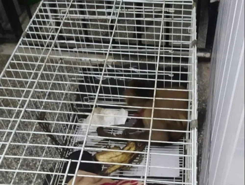 El Mono Ricky está en el Parque Lecoq