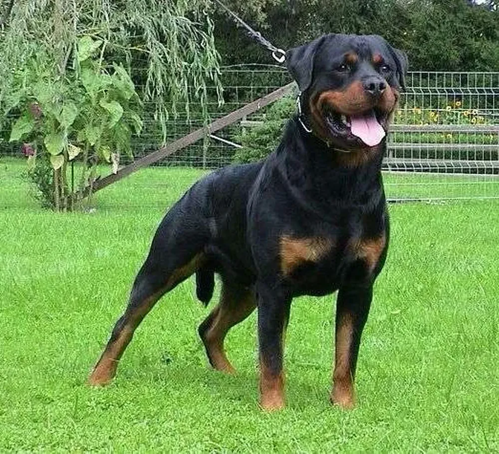 Perro rottweiler