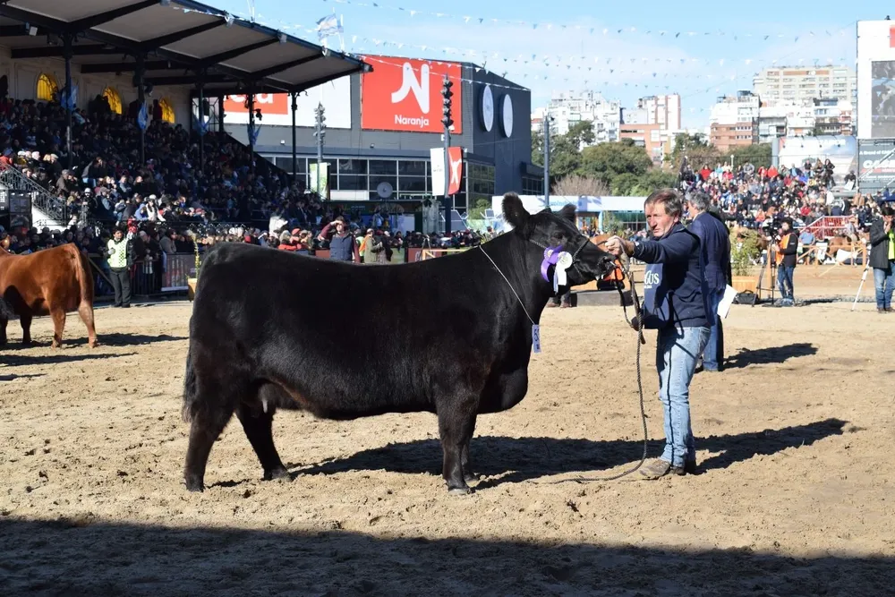 Reservada Vaquillona Mayor Angus (brete 531) de La Rubeta, Suc. Hugo Miguel Barcia y el uruguayo Ricardo Laborde
