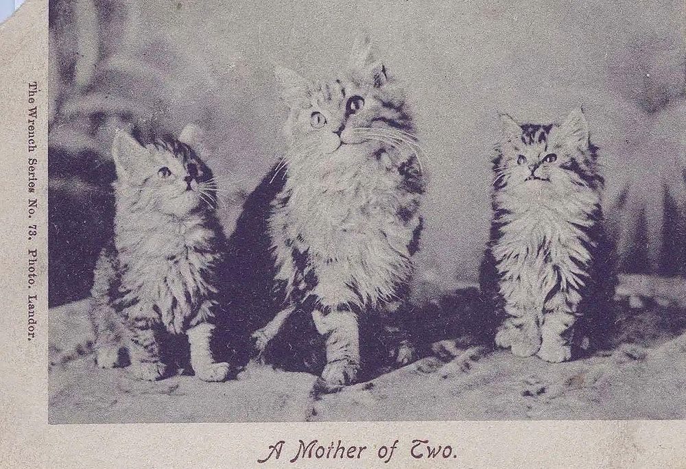 Al igual que en las redes sociales, las postales de gatos eran un medio de expresión personal. (Cortesía del Edwardian Postcard Project, Universidad de Lancaster)