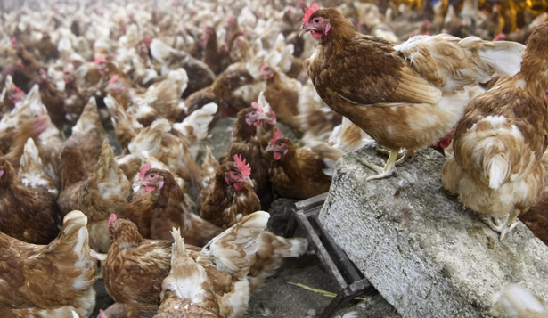 La Comunidad de Madrid confirma cuatro nuevos focos de gripe aviar y amplía las restricciones a más municipios