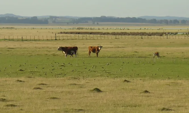 Agro en Uruguay, ¿una gran estancia?
