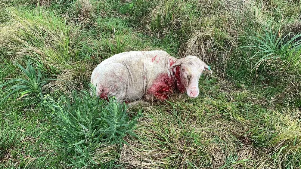 Los ovinos atacados son de la raza Merino Australiano.