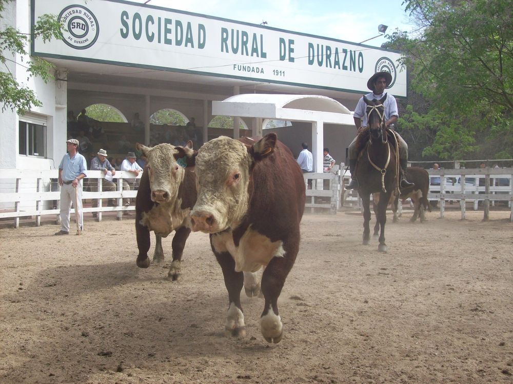 Ganadería: comenzó otra zafra de comercialización de toros y hay perspectivas de muy buena demanda.
