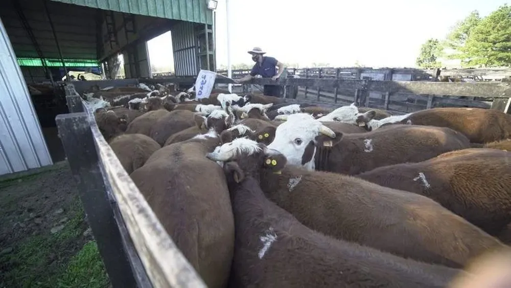 La venta se realizó en el Centro de Ventas Ganaderas Don Tito.