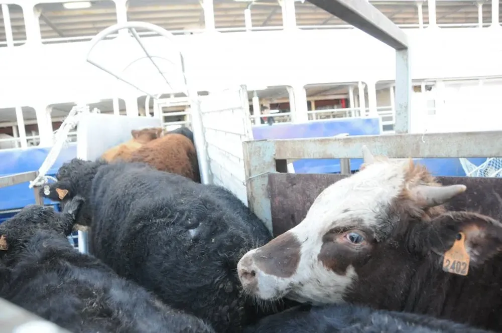 El fin de semana pasado la empresa Olkany embarcó 10 mil reses