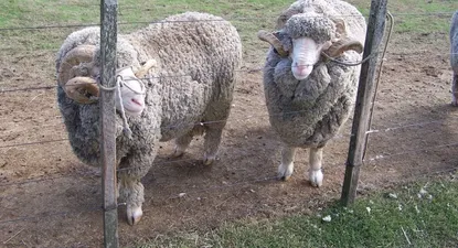 Carneros de la raza Merino Australiano.