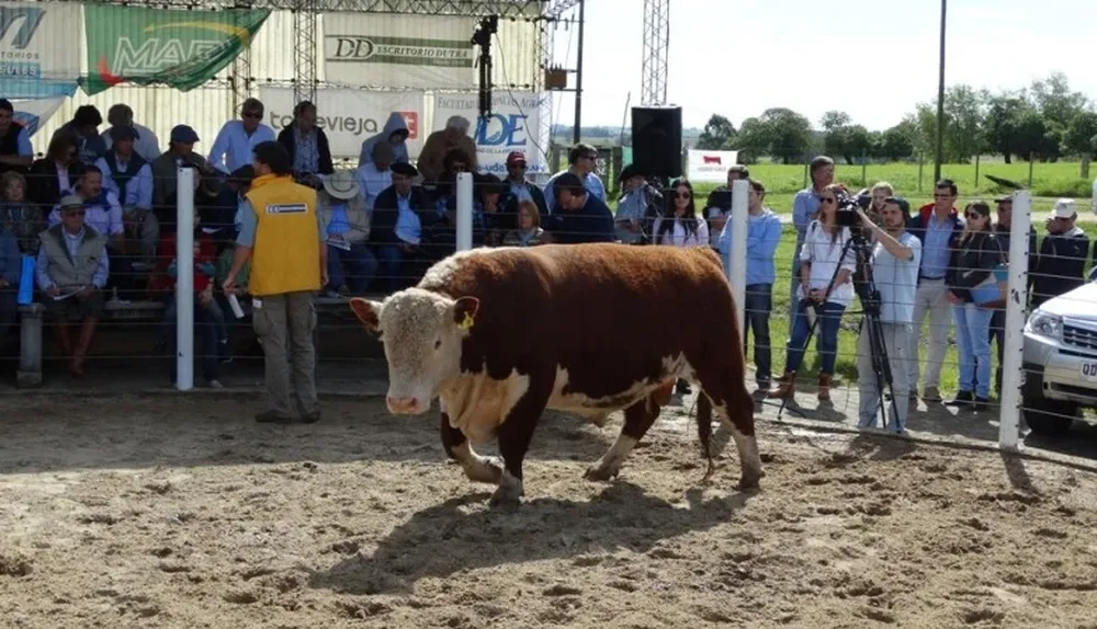 Toro de La Madrugada que logró el precio máximo en el remate de Kiyú de 2014