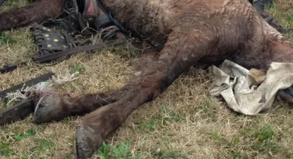 El Observador | 0006038325.webp