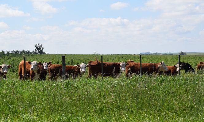 Campos ganaderos: se llegó al otoño con una muy buena disponibilidad de comida.