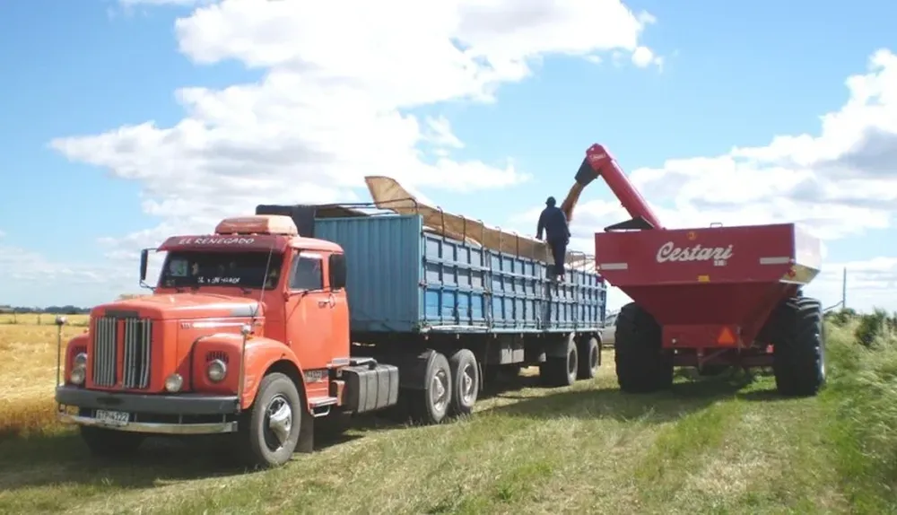 Descarga de trigo cosechado en la zona de Young