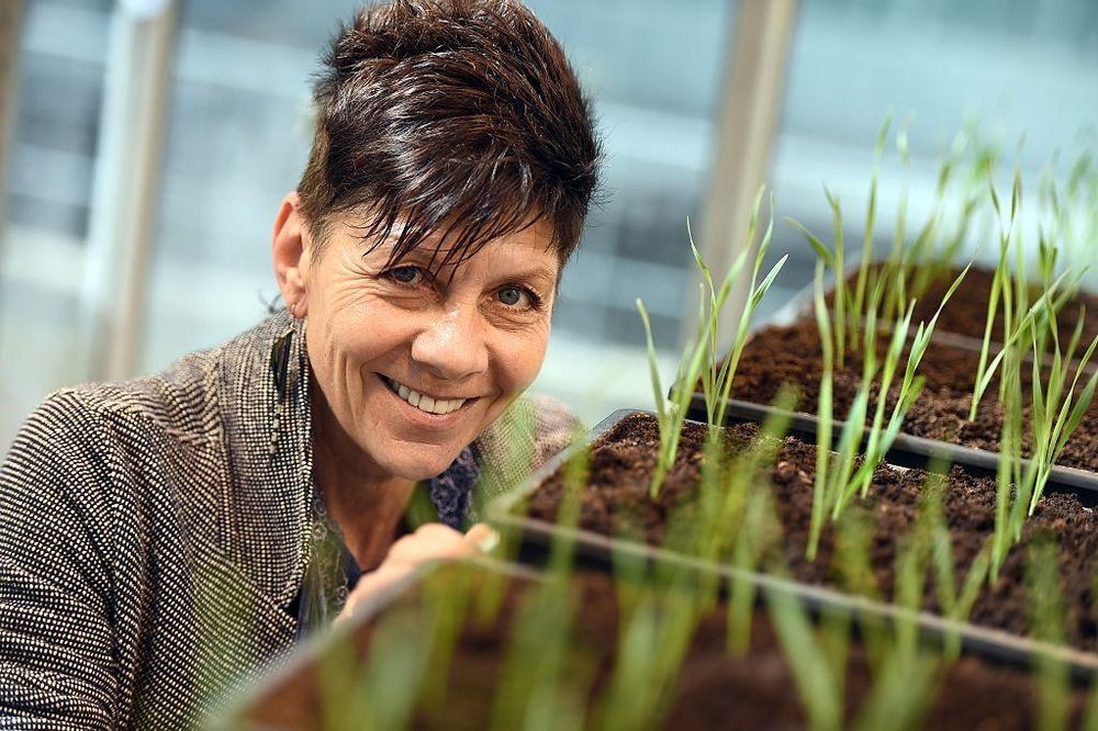 La experta en tolerancia a la desecación Jill Farrant notó por primera vez las notables capacidades de las plantas de resurrección cuando era niña.