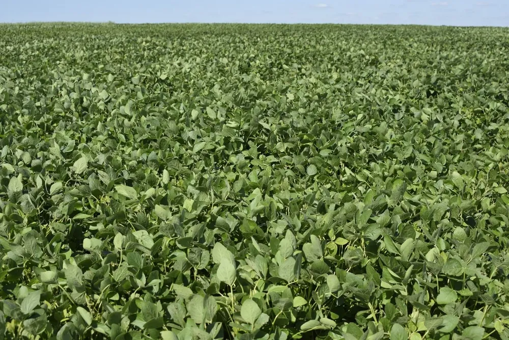 Hay casi un millón de hectáreas sembradas con soja.
