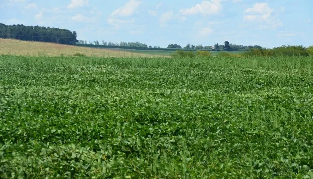 Hay nuevas normas para ciertos productos fitosanitarios