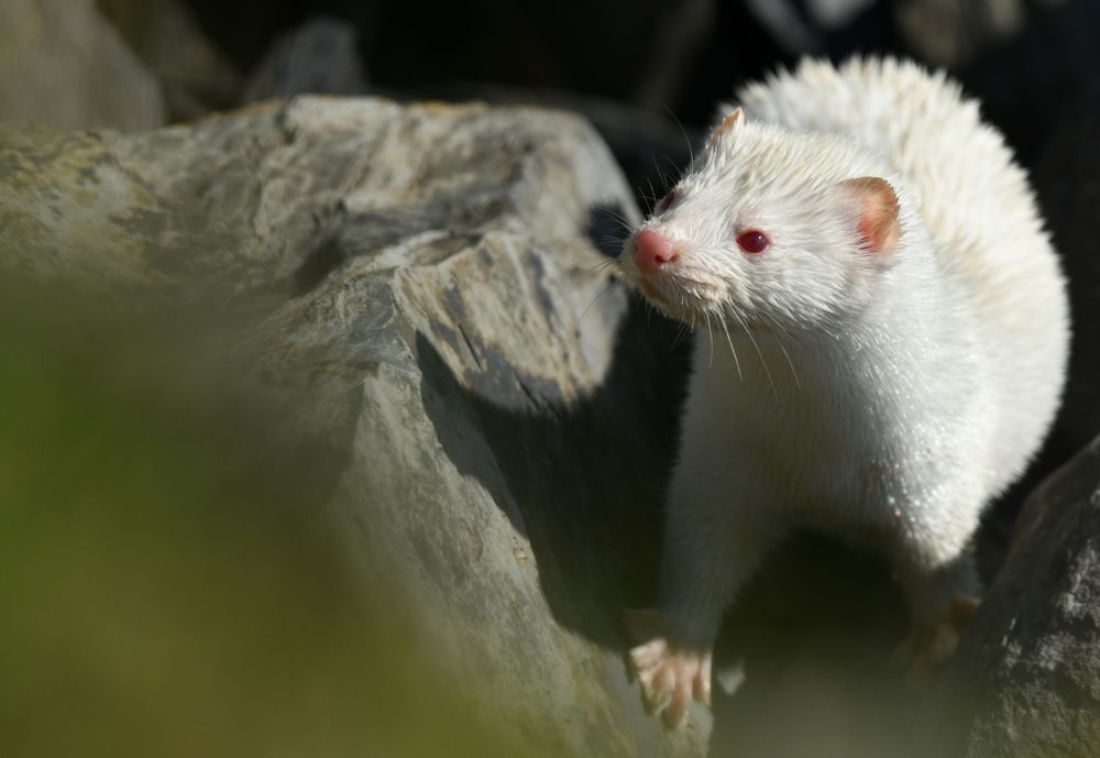 Descubre por qué los animales albinos tienen ojos rojos y cómo esta condición afecta su vida en la naturaleza. &nbsp;
