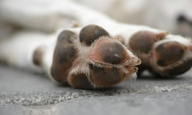 Las patas de los perros están expuestas a suciedad y patógenos durante los paseos.