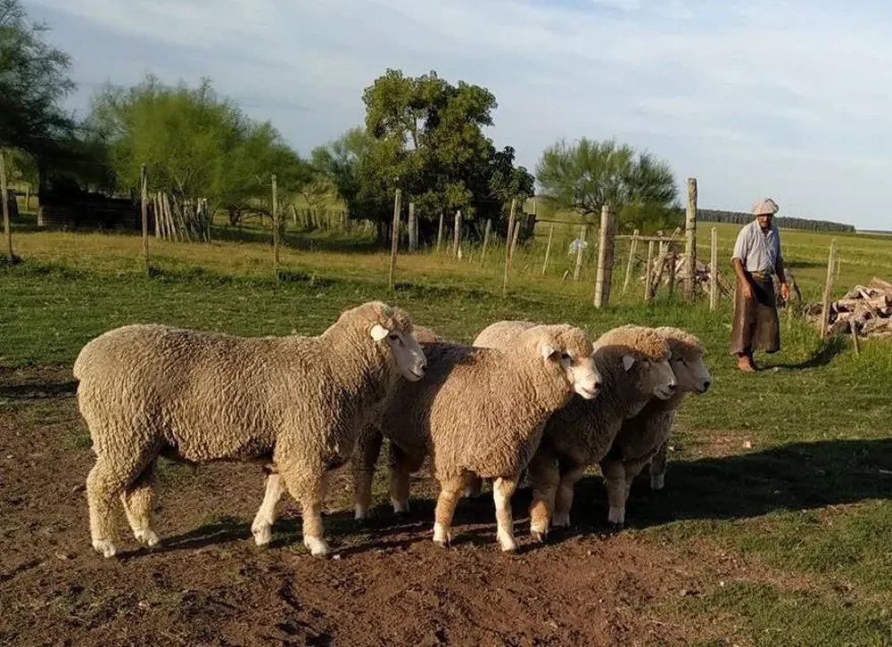 En 2018 el remate fue un éxito, ya que se colocó el 100% de la oferta.