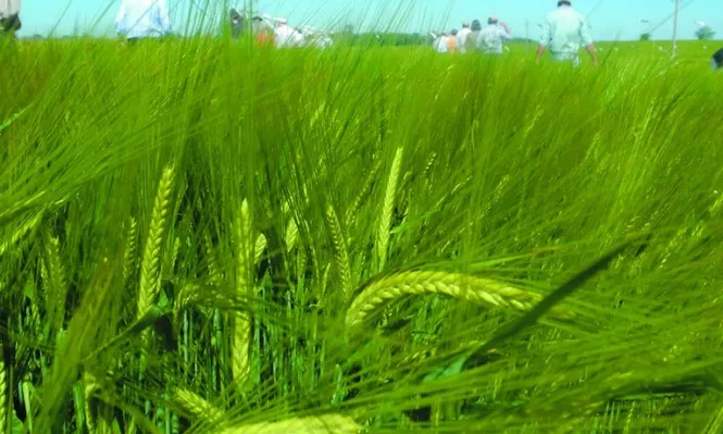 La cebada y el negocio agrícola en jornada de campo de Ambev