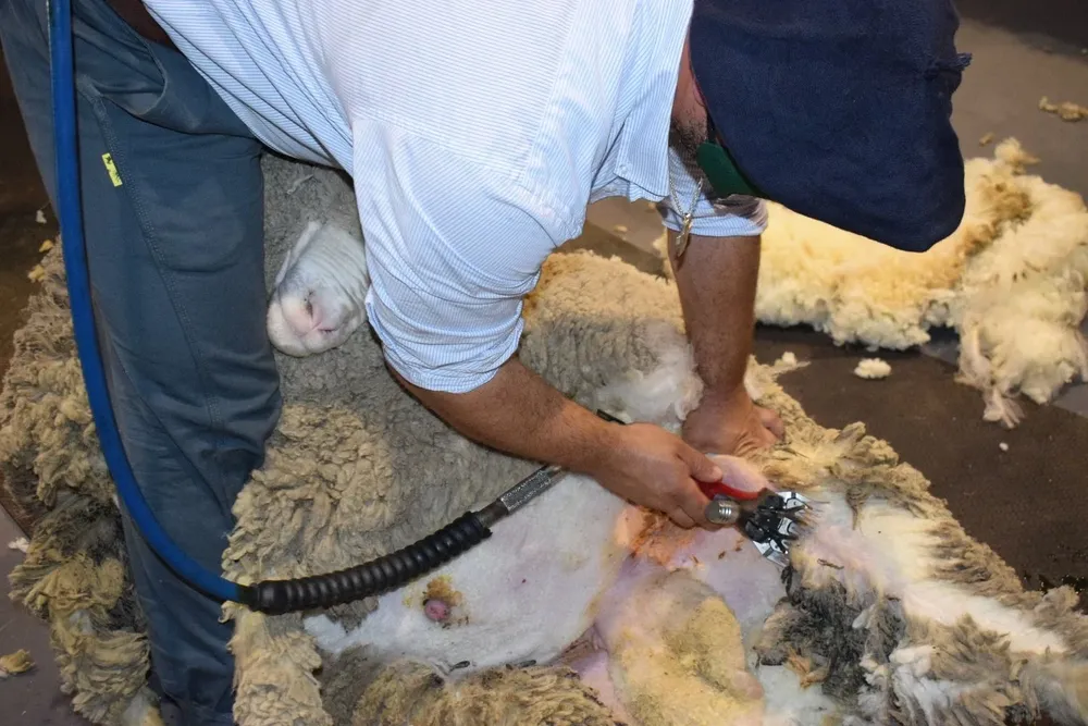 Central Lanera Uruguaya se presentó a concurso de acreedores voluntariamente por la dificultad de colocar la lana en el mercado.