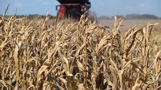 Maquinaria agrícola: cosecha de maíz en un campo en Soriano.