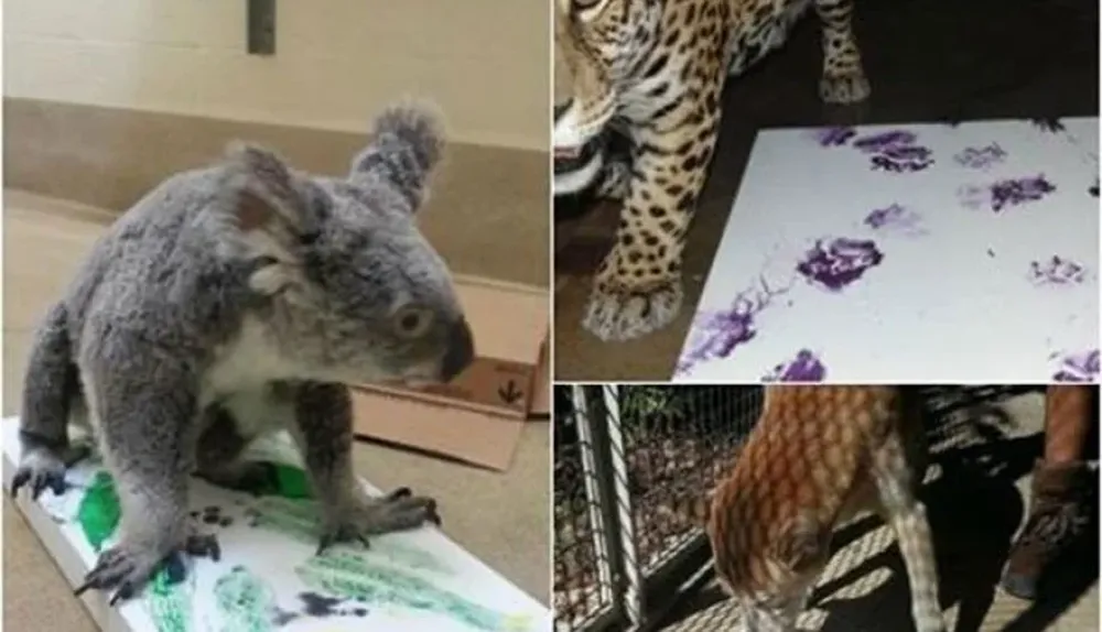 Algunos de los animales fueron fotografiados en la propuesta.