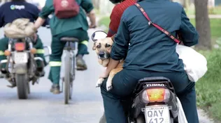 El hombre mira el tránsito y el perro viaja complacido