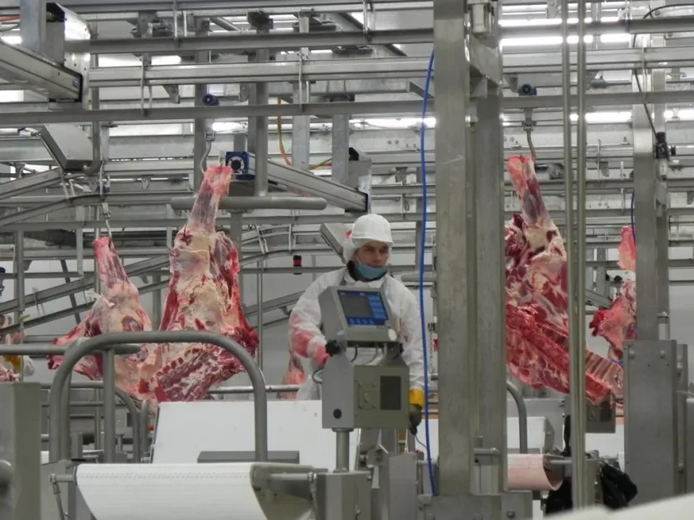 La faena de vacunos disminuyó en una semana atípica