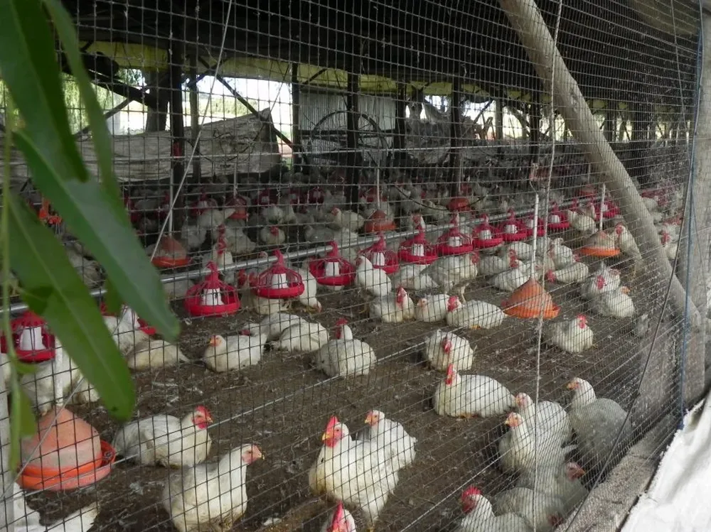 En principio, por decisión de la empresa, quedarán vinculados 31 de 70 façoneros.