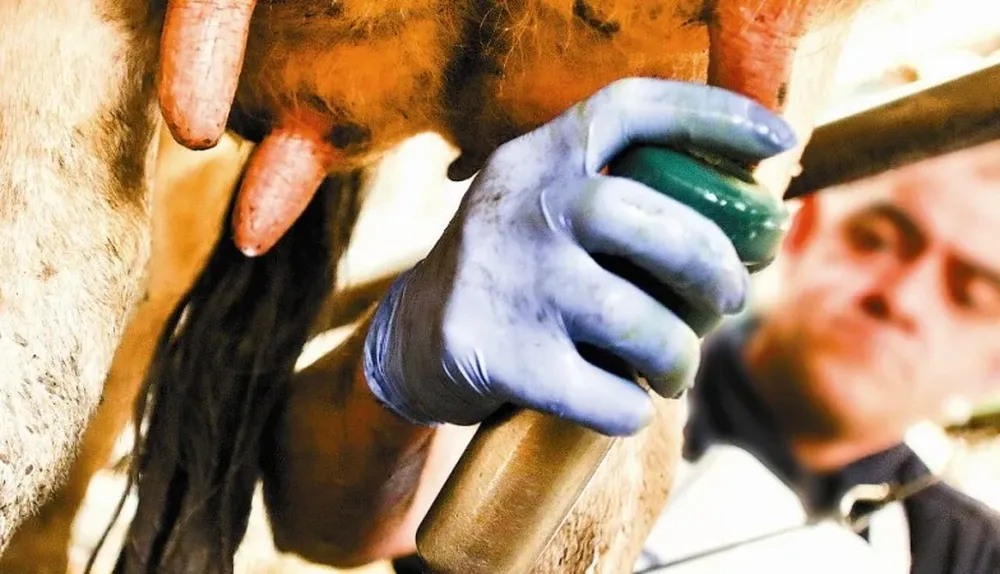 El mercado mundial de los lácteos se mueve al ritmo neozelandés