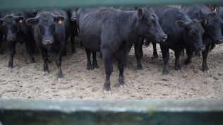Intendentes y productores promueven la derogación tributaria, pero falta saber cómo serán compensadas las arcas de los gobiernos departamentales.
