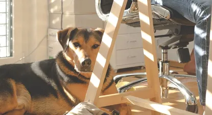Mascota en la oficina: ¿buena idea?