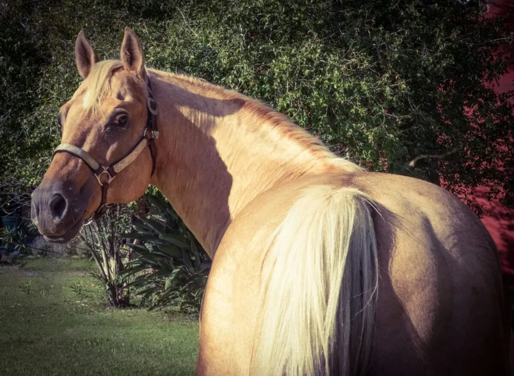 La venta se realizará desde las oficinas de Zambrano & Cía.