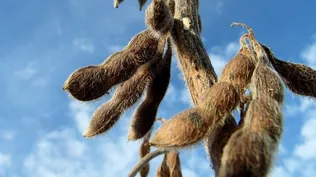 Granos: sigue la cosecha de soja en Uruguay, incluso en junio, por el atraso consecuencia de varias lluvias en otoño.