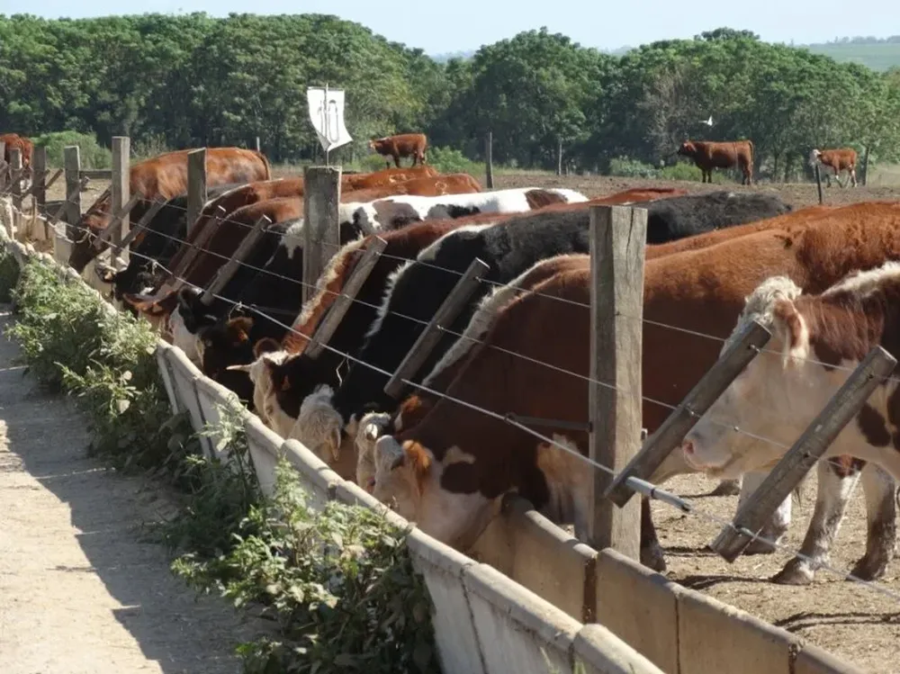 Productores aspiran a que exportación de ganado en pie tenga una ley que los respalde