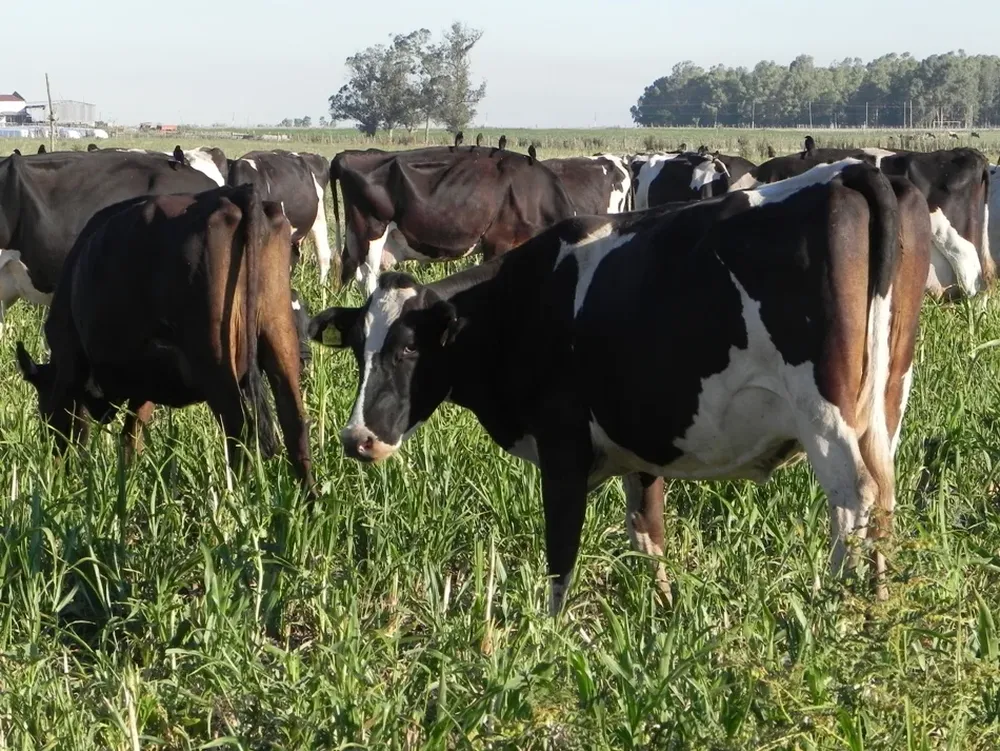 Buen momento productivo del sector lechero