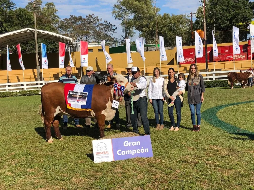 Baqueano Miss Stanton 229 Gran Campeona Hereford, expuesta por la familia Bordaberry.