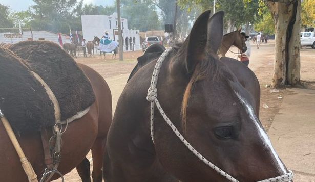 El embajador británico sufrió traumatismo de cráneo al caer de un caballo en el desfile de la Patria Gaucha