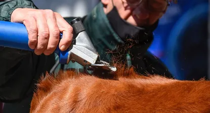 un lunes para disfrutar de la preparacion de los animales