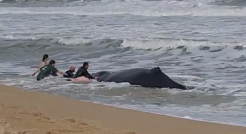 Captura de pantalla del video donde se ve a la ballena encallada mientras varias personas intentan rescatarla