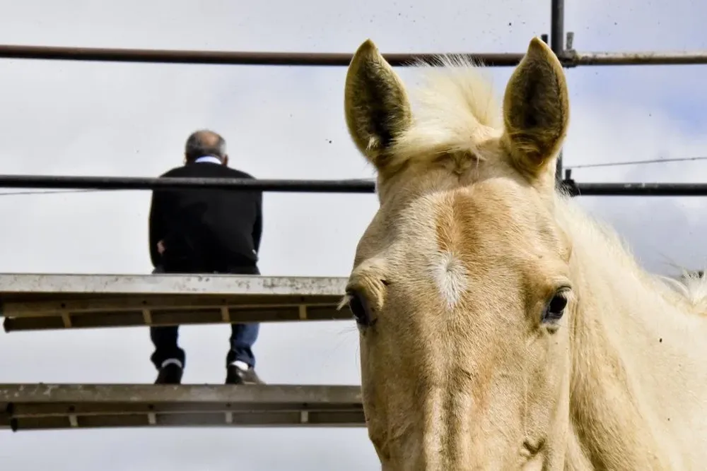 Jineteadas: tras la resolución de Orsi los organizadores de unas 20 jineteadas dejaron sin efecto su anuncio de cancelar sus espectáculos criollos.