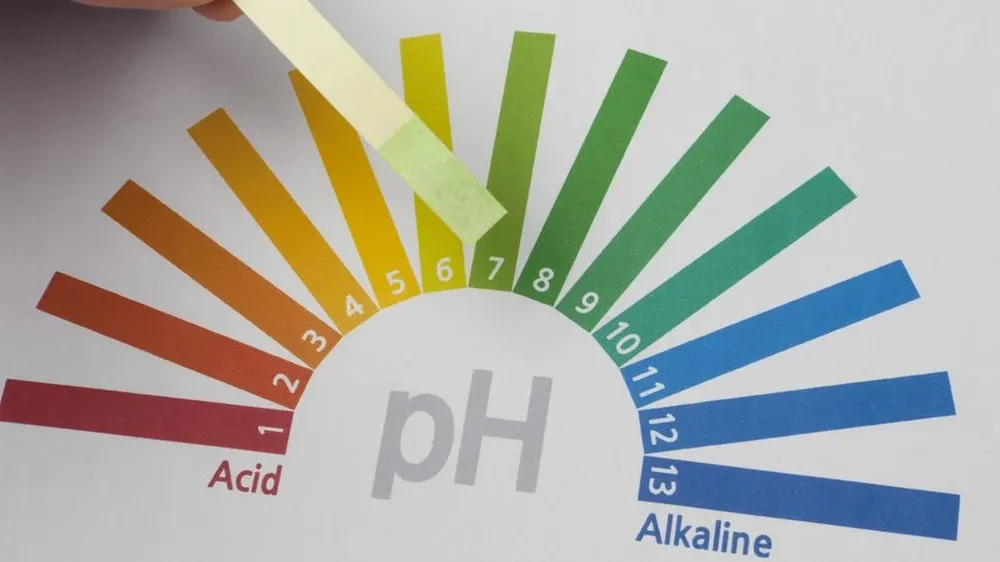 S.P.L. Sorensen fue director del Laboratorio Carlsberg.