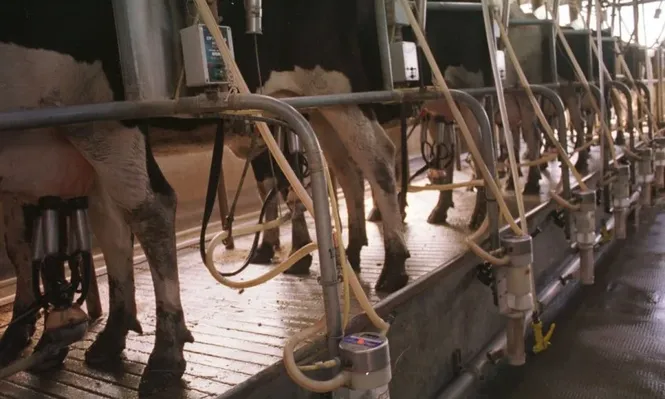 El precio de la leche bajó un 0,3% en relación a los valores de diciembre pasado.