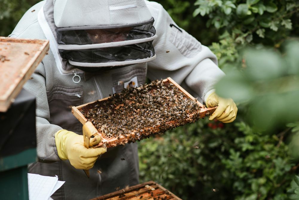 Agrónomos realizaron varias puntualizaciones tras la queja de los apicultores por la mortandad de abejas.