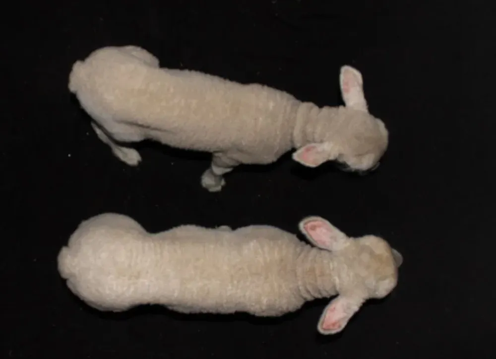 El cordero #48 fue generado por el método tradicional y el cordero #47, mediante edición génica. En la foto tienen 30 días de vida y pesaban 8,750 kg y 11,150 kg respectivamente