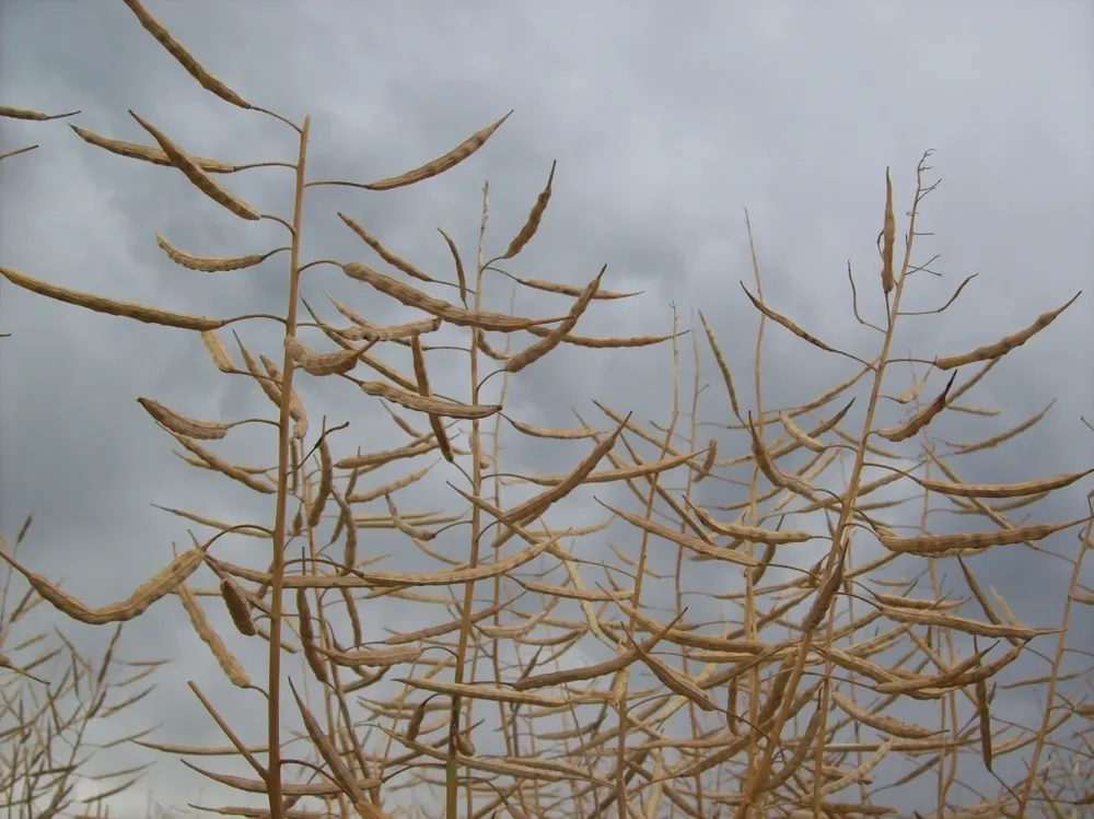 Canola, cultivo de invierno