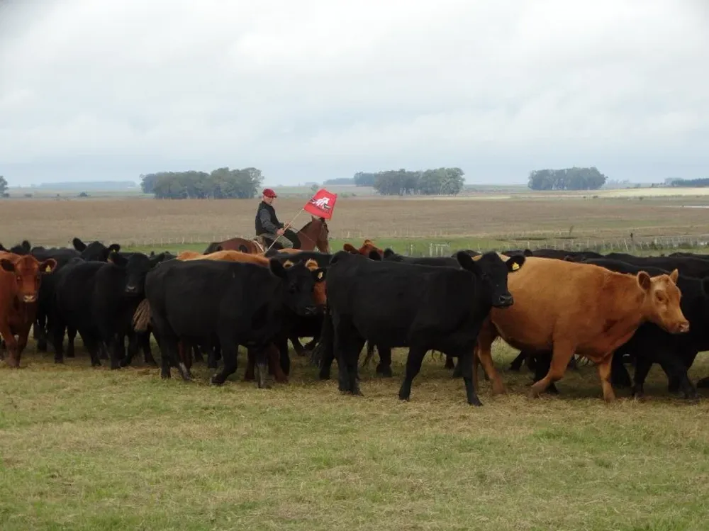 Producción ganadera en campos de Uruguay.